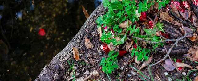 Przydomowe oczyszczalnie ścieków stanowią coraz popularniejsze rozwiązanie dla gospodarstw domowych znajdujących się poza zasięgiem miejskiej sieci kanalizacyjnej.